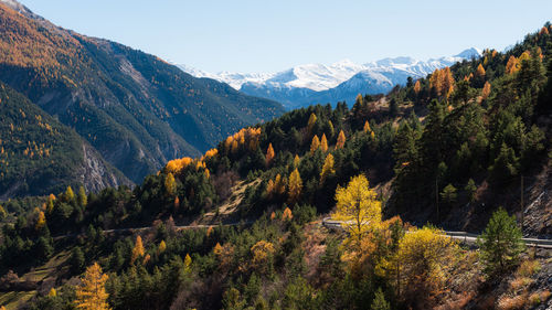 Pine trees against mountains during sunset