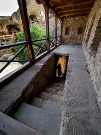 Dog on steps