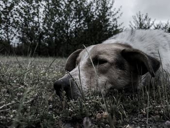 Dog in a field