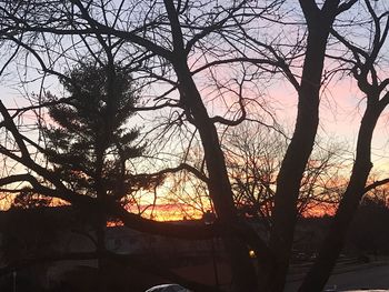 Silhouette of tree at sunset