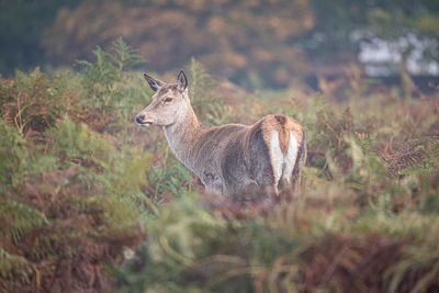 Side view of deer on field