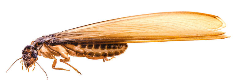 Close-up of insect over white background