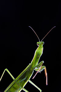 Close-up of insect against black background