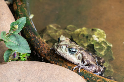 Close-up of frog on plant