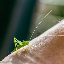 Close-up of insect on hand