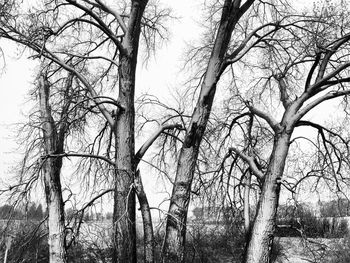 Low angle view of bare trees in forest