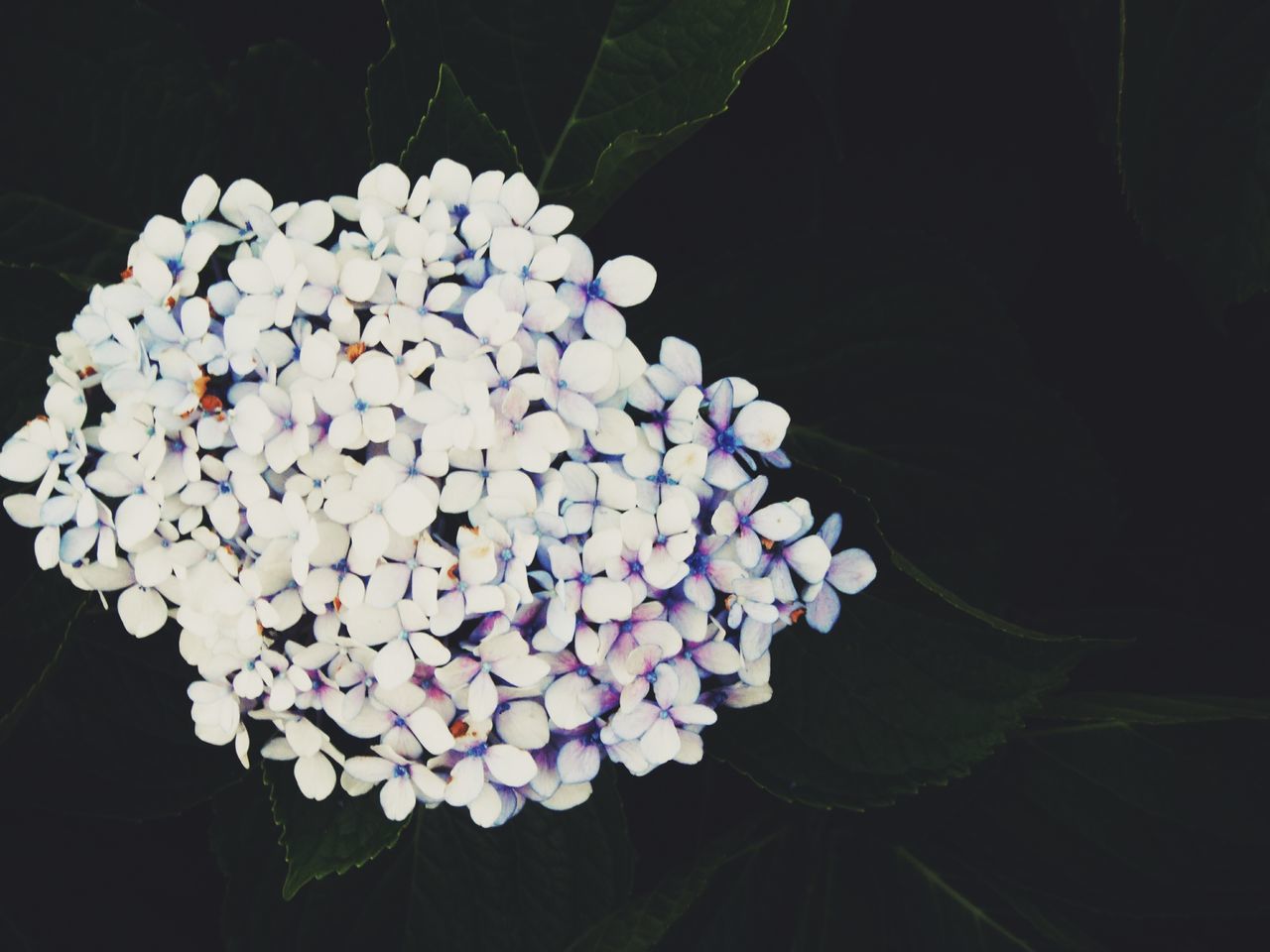 flower, night, white color, growth, black background, beauty in nature, nature, low angle view, fragility, freshness, close-up, no people, petal, white, outdoors, dark, tree, blooming, plant