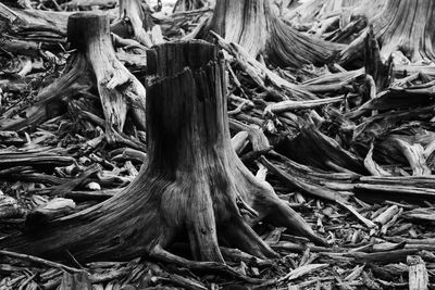 Close-up of tree roots