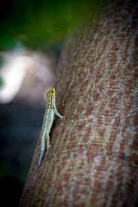 Close-up of insect on tree trunk