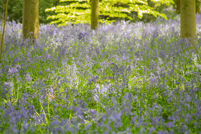 Close-up of purple flowering plants on field