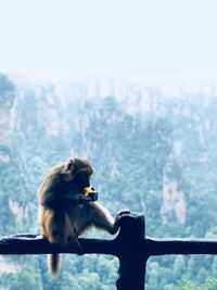 Monkey sitting on a railing