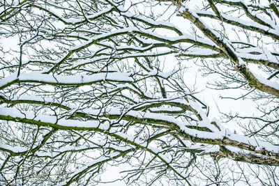 Low angle view of snow covered tree against sky