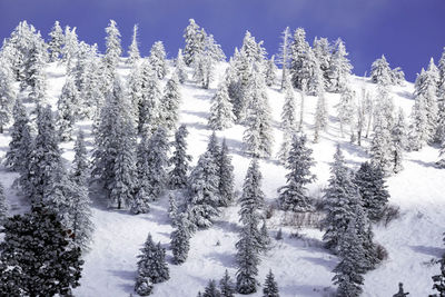 Snow covered pine trees against sky