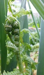 Close-up of insect on plant