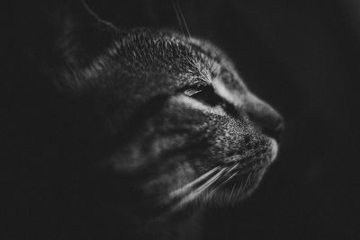 Close-up of cat against black background