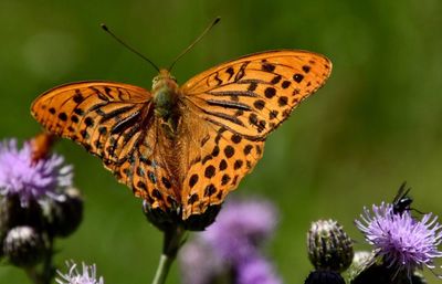 Close-up of butterfly pollinating on flower