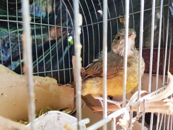 Close-up of bird in cage