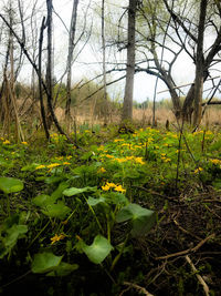 Plants and trees on field in forest