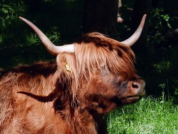 Close-up of a highland cow in a field