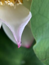 Close-up of purple flowering plant