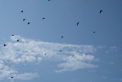 Low angle view of birds flying in sky