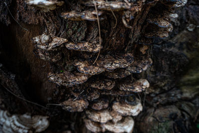 Close-up of mushrooms growing on tree trunk