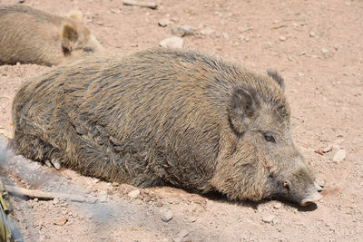 Dirty boar lies sleeping on the ground