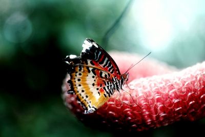 Close-up of butterfly on toy