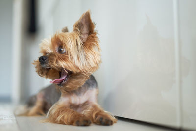 Close-up of a dog looking away