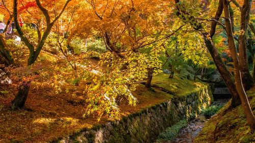 Trees growing in forest during autumn