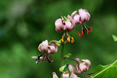 Close-up of insect on pink flower