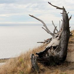 Bare tree by sea