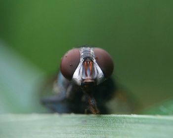 Close-up of housefly