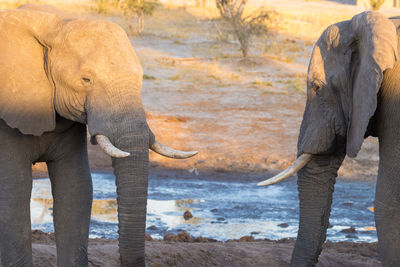 Close-up of elephants standing outdoors