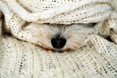 Close-up of dog sleeping