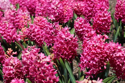 Close-up of pink flowering plants