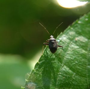 Close-up of insect on leaf