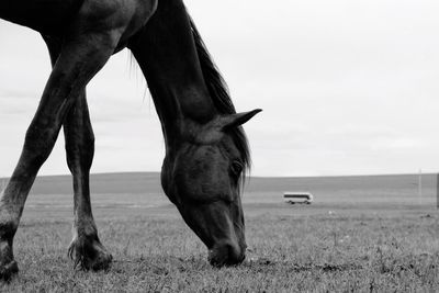 Horse grazing on field against sky