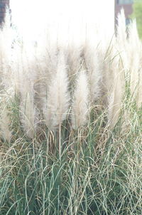 Close-up of dandelion on field