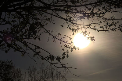 Low angle view of silhouette tree against sky during sunset