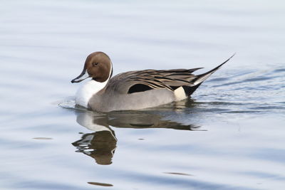 Duck swimming in a lake