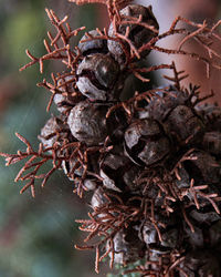 Close-up of wilted plant