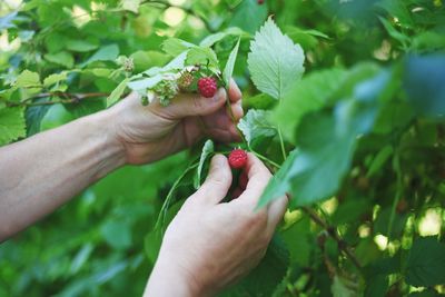 Cropped image of hand picking berries