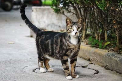 Portrait of tabby cat