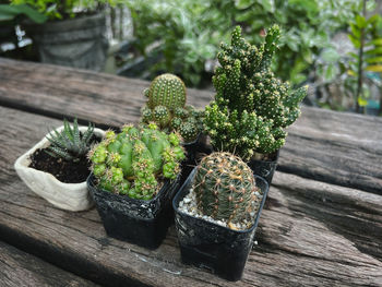 Close-up of potted plant