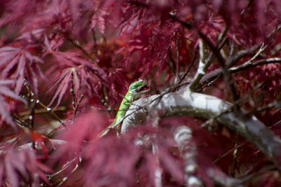 Close-up of green lizard on red japanese maple