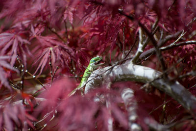 Close-up of bird on pink flower