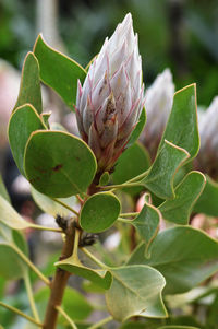 Protea cynaroides field in garden by the bay, singapore.