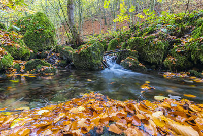 Scenic view of stream flowing through rocks in forest