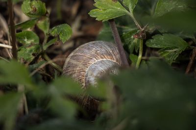 Close-up of snail on land
